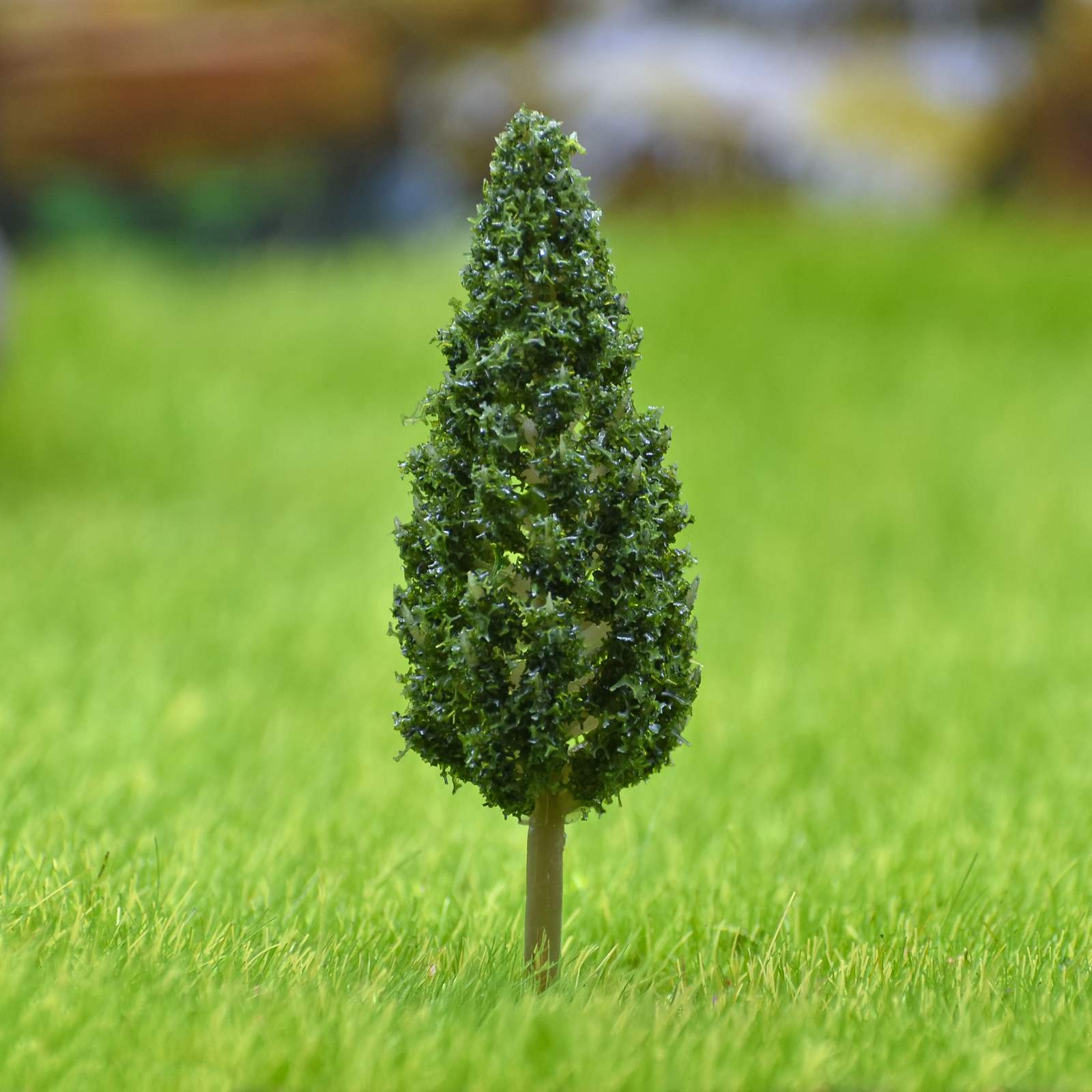 Cypress tree 1 Pcs