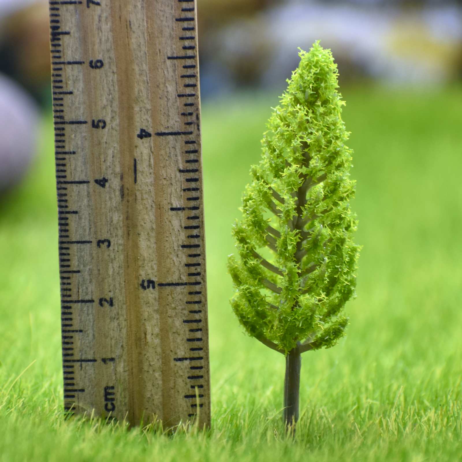 Miniature Thuja Light green trees 1 Pcs